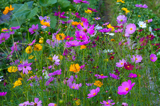 Cosmos flower blooming beautiful in garden with green background at countryside, Thailand