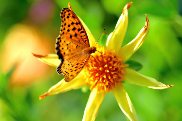 istock Dahlia and Butterfly (Fritillary) 1179307098
