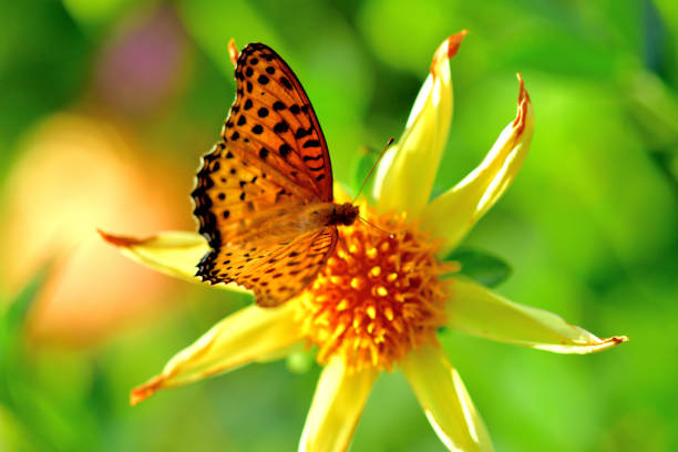 istock Dahlia and Butterfly (Fritillary) 1179307102