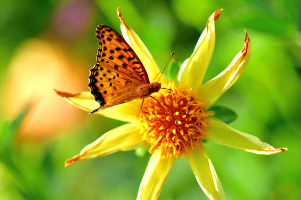 istock Dahlia and Butterfly (Fritillary) 1179307127