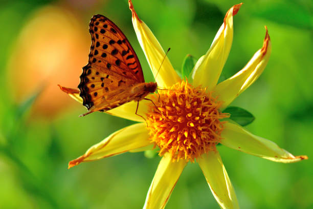 istock Dahlia and Butterfly (Fritillary) 1179307134