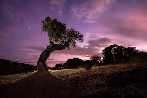 Photo of night landscape with holm oaks in the natural park of cornalvo. Extremadura, Spain