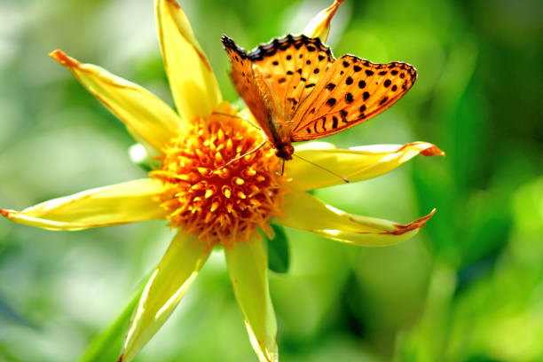 istock Dahlia and Butterfly (Fritillary) 1179307163