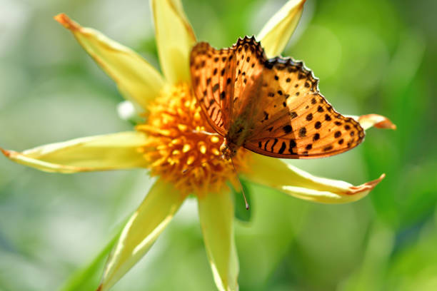 istock Dahlia and Butterfly (Fritillary) 1179307194