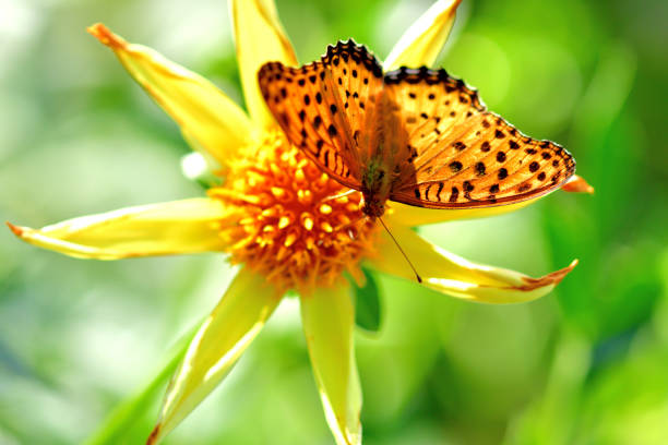 istock Dahlia and Butterfly (Fritillary) 1179307197