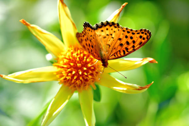 istock Dahlia and Butterfly (Fritillary) 1179307212
