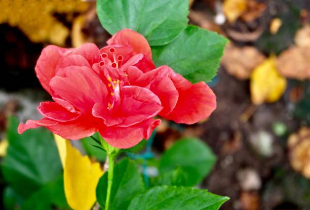 istock Beautiful Red Hibiscus Flowers or Bunga Raya 1179308104