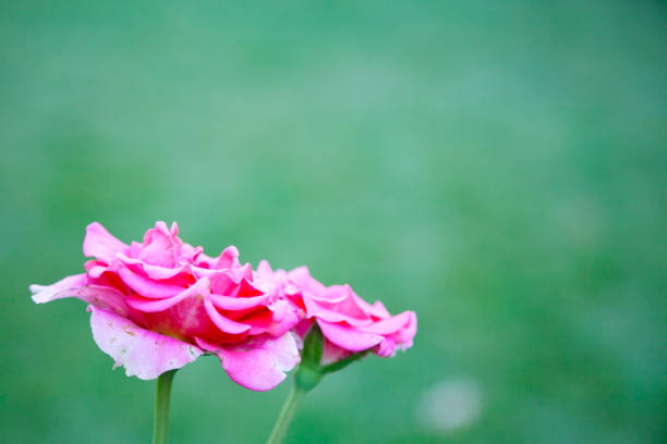 Beautiful pink rose on a blurry green background.