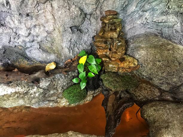 istock A small tree is growing out of stone 1179311549