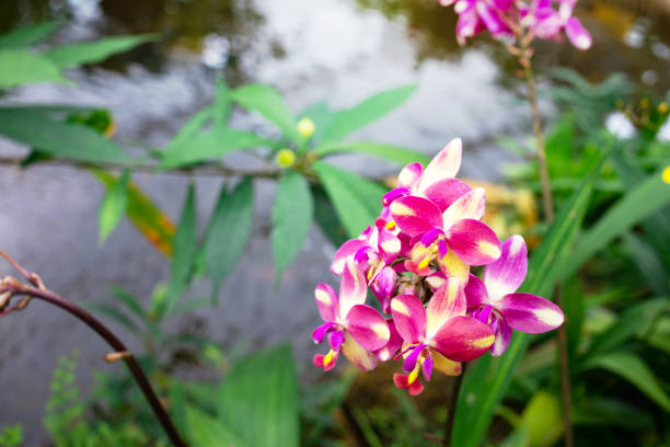 Close up purple yellow spathoglottis orchid flowers, Bouquet of purple orchid flowers in garden