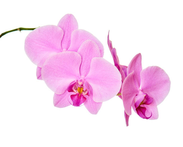 istock Orchid branch isolated on white background. 1179316214
