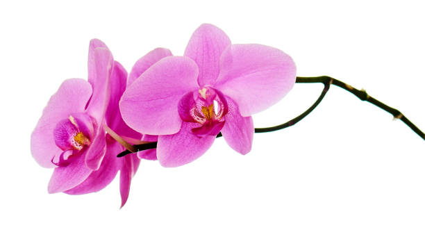 istock Orchid branch isolated on white background. 1179316686
