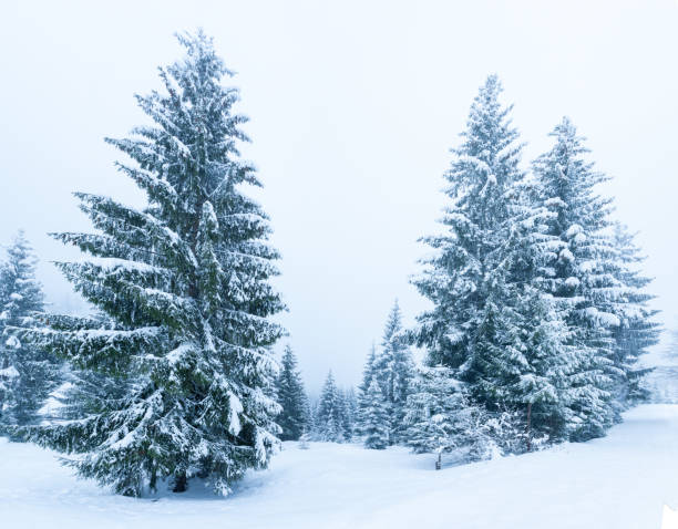 istock Beautiful winter landscape with snow covered trees. Winter mountains. 1179317829