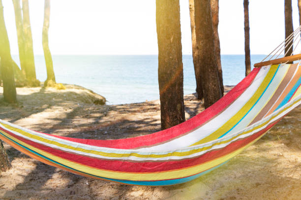 istock Hammock on the beach at sunset in the shade between the pines. 1179318349