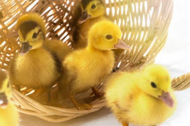 istock cute little ducklings in a wicker basket on a Sunny day. 1179318376