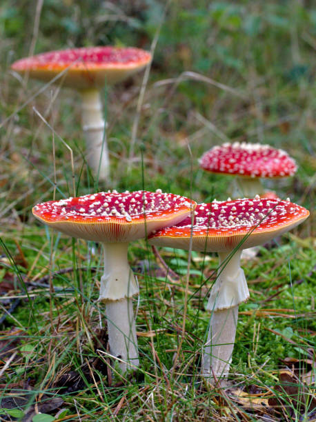 istock A fly agaric mushroom in autumn at a rainy day 1179319923