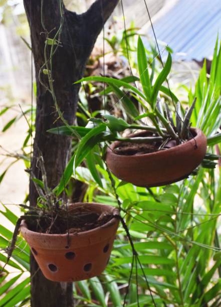 istock Decorative garden hanging green plants 1179323477