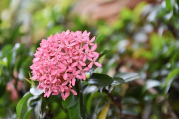 istock Pink flowers beauty nature soft blur 1179323867