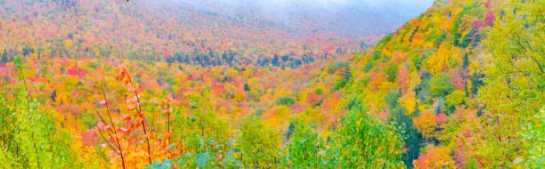 istock beautiful forest in indian summer colors 1179325656