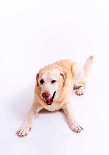istock cute labrador dog lying at the floor 1179325779