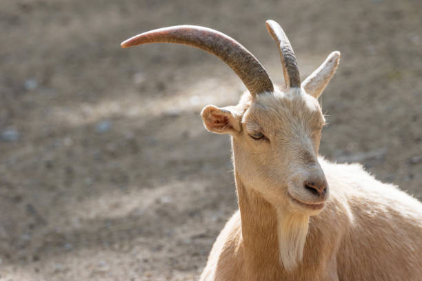 istock Portrait of Dutch Dwarf Goat closeup 1179325872