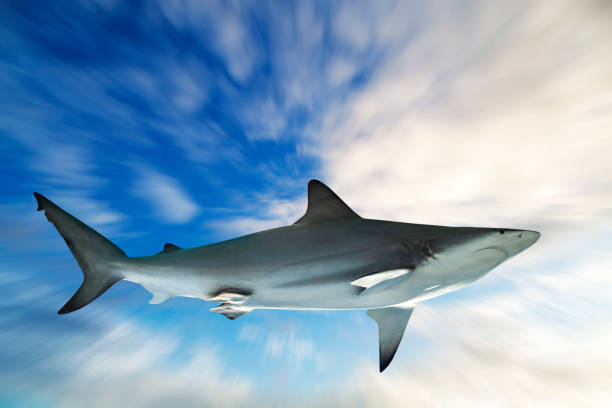 istock Shark on blue sky background Zoom blur effect background 1179325955