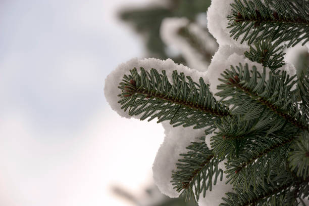 istock Snow on a spruce in the winter 1179326066