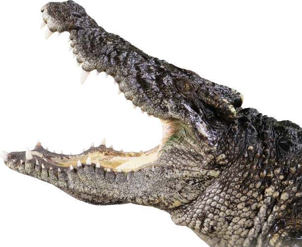 istock The Crocodile head and white background. With Clipping Path. 1179326070