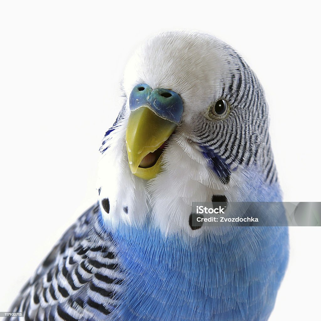 Sprechen blaue wellenförmige parrot. Das Porträt. - Lizenzfrei Blau Stock-Foto
