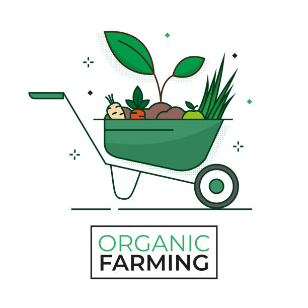 illustrazioni stock, clip art, cartoni animati e icone di tendenza di icona organica del cibo da raccolta - carriola - agricoltura biologica - tratto modificabile - carriola