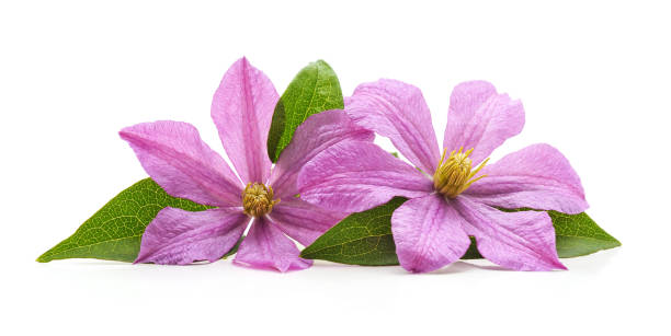 istock Bouquet of purple clematis. 1179327737