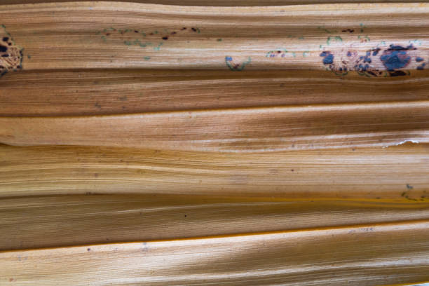 большие побеги пальмового листа, сделанные крупным планом - palmleaf стоковые фото и изображения