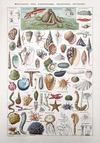 Old illustration about the marine life (Molluscs, worms, echinoderms, coelenterates and infusoria) by Millot & Demoulin in the french dictionary 