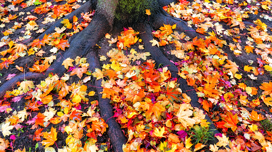 Colourful maple tree leaves on ground near wet mossy roots