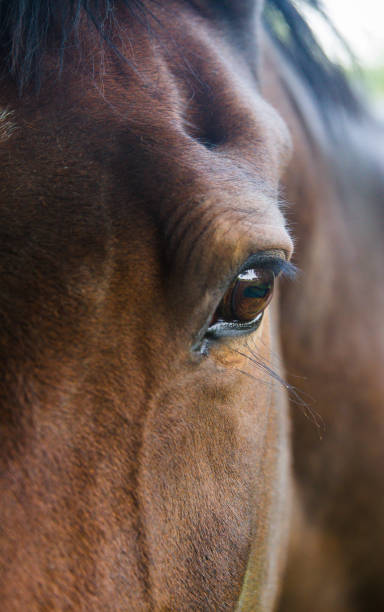 栗茶色の馬の目と頭のクローズアップ詳細 - chestnut close up close to macro ストックフォトと画像