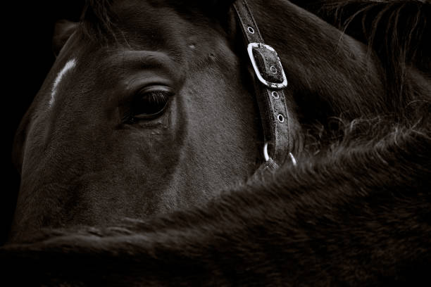 검은 배경에 굴레가있는 어두운 갈색 말 머리의 클로즈업 - animal head horse stable barn 뉴스 사진 이미지