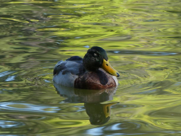 istock Male Mallard (Anas platyrhynchos) dabbling in the water 1179332966
