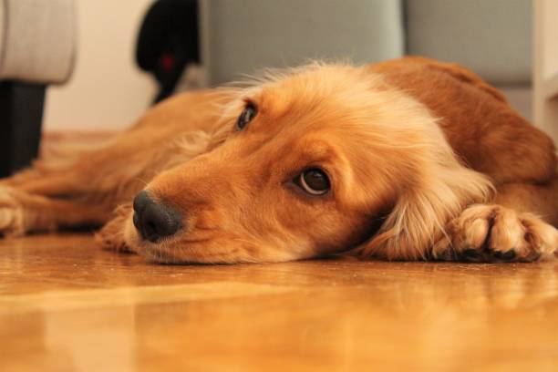 istock Sleepy dog on floor. 1179333090