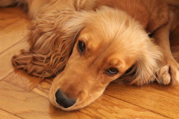 istock Sleepy dog on floor. 1179333206