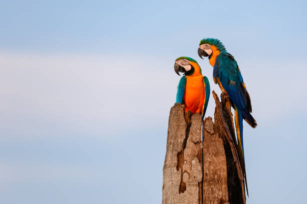Photo of A couple of Blue-and-yellow macaws sitting on a palm tree stump, looking to the left, against bright blue sky, Amazonia, San Jose do Rio Claro, Mato Grosso, Brazil