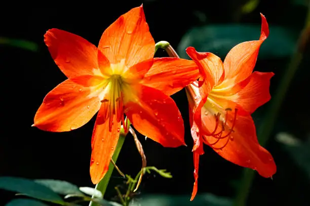 Photo of Two beautiful translucent orange flowers against dark background, Amazon rainforest, Mato Grosso, Brazil