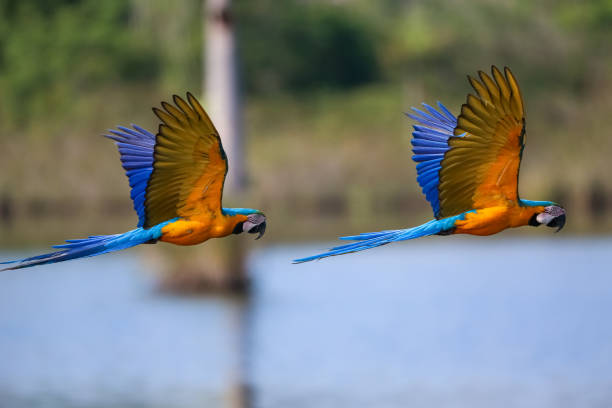 デフォーカスされた自然の背景に対して右に飛行中の2つの美しい青と黄色のマカオ,アマゾ・ド・リオ・クラロ,マト・グロッソ,ブラジル - gold and blue macaw ストックフォトと画像