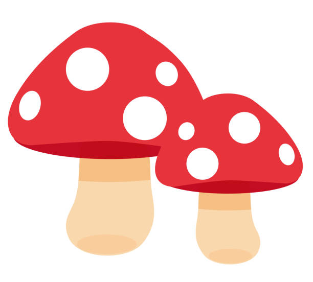 Poisonous mushroom Poisonous mushroom fungus gill stock illustrations