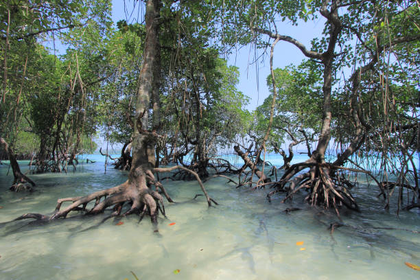 istock Mangrove trees in Andaman beach 1179334756