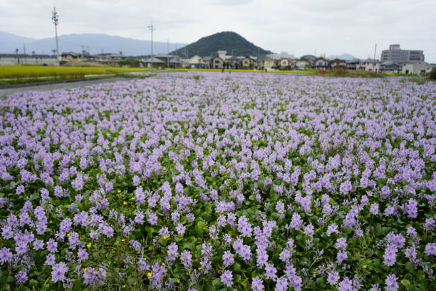 istock It's healed by Hotei Aoi who still blooms beautifully. 1179334996