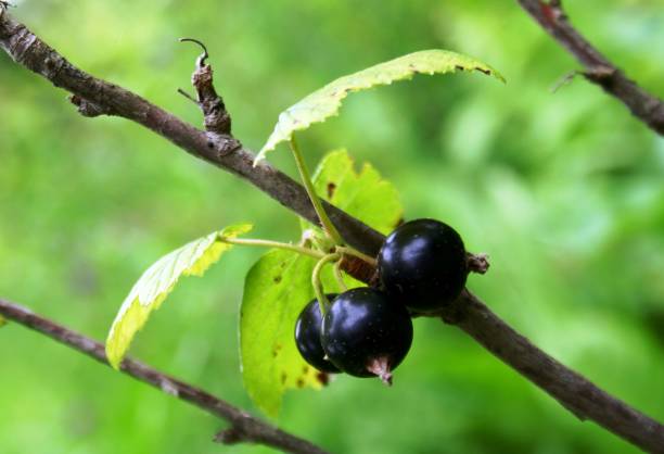 istock black currant on branch in garden 1179337275