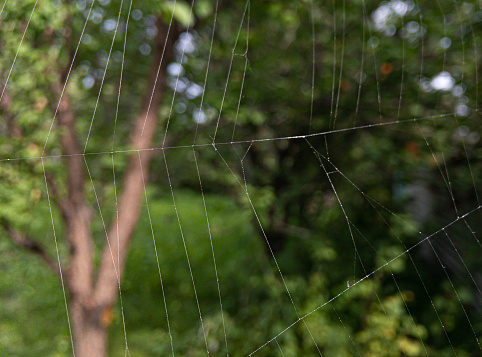 Close up and personal, nests, webs, natural environment.