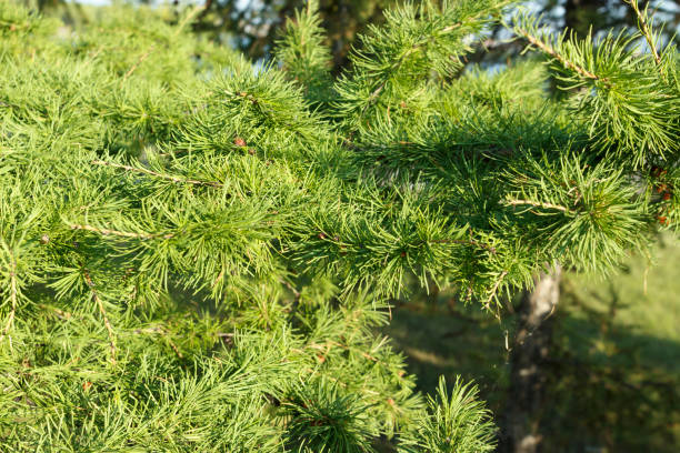istock Bright green fluffy branches of larch tree . 1179339037