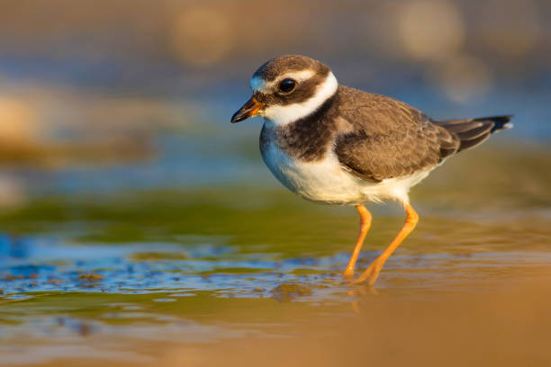 istock Cute little water bird. Water and sand background. Bird: Common Ringed Plover. Charadrius hiaticula. 1179342074
