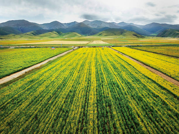 Oilseed Rape flower field near Qinghai Lake, Qinghai province, China. stock photo